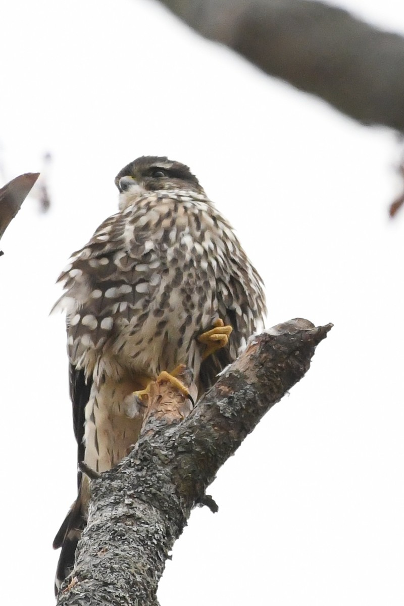 Хайргууна шонхор - ML644371264