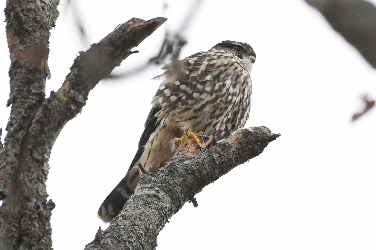 Хайргууна шонхор - ML644371265