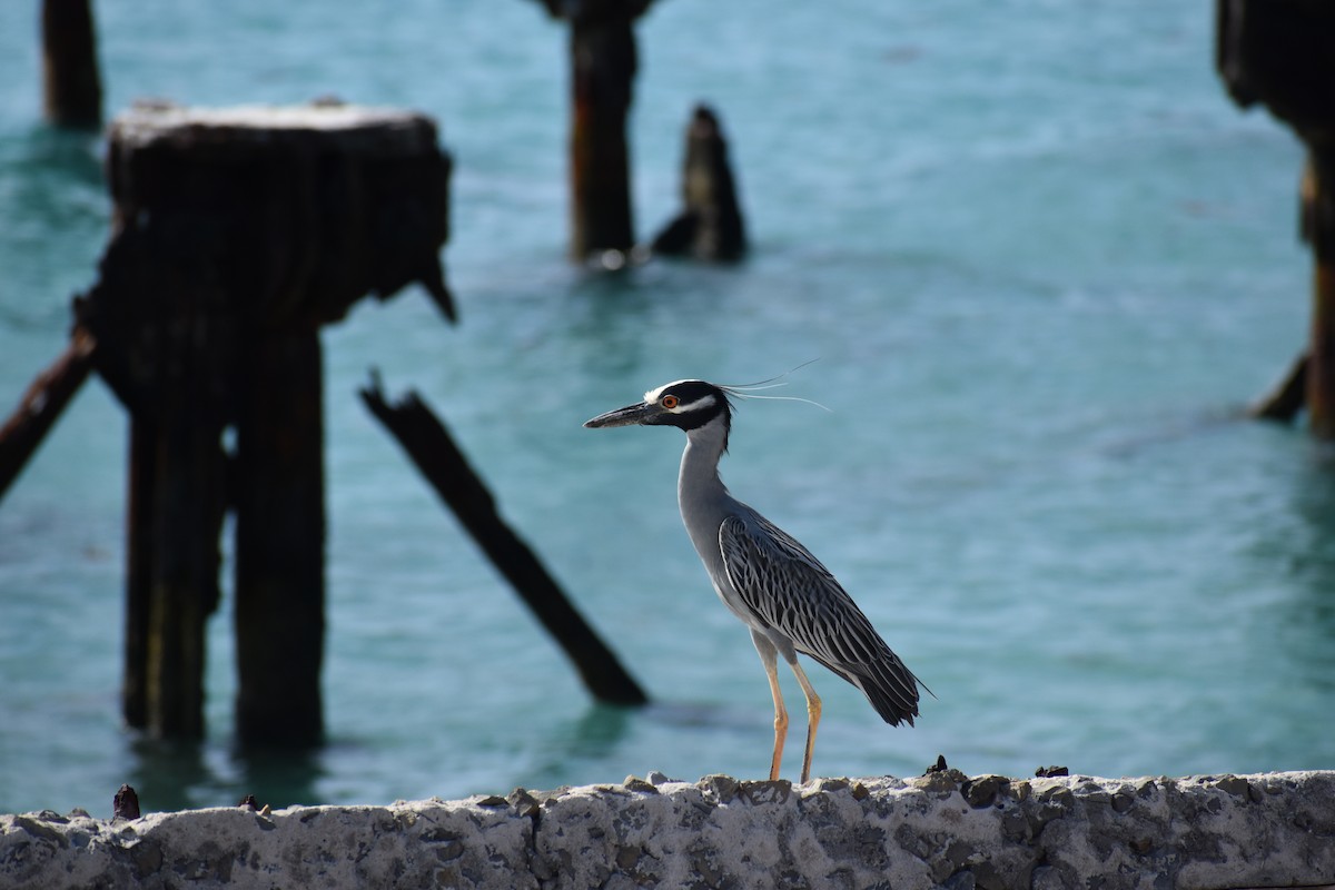 Sarı Tepeli Gece Balıkçılı - ML644371270