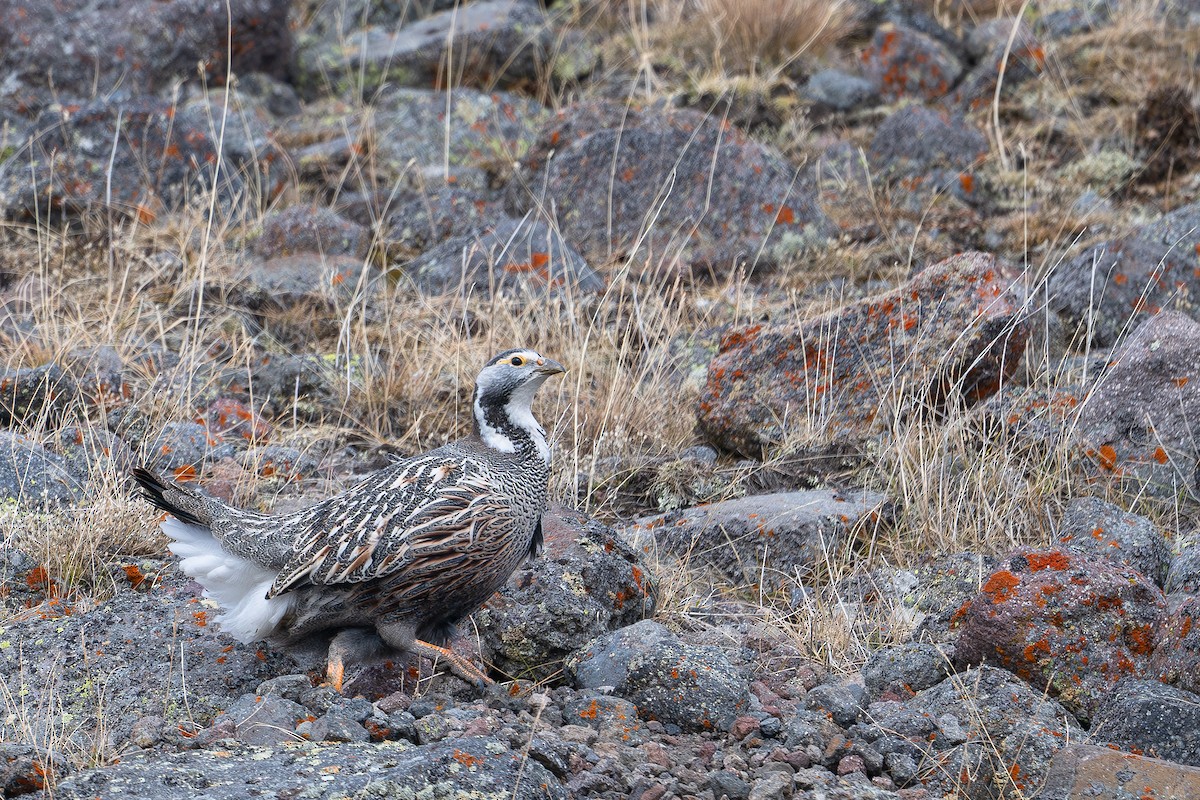 Caucasian Snowcock - ML644371273