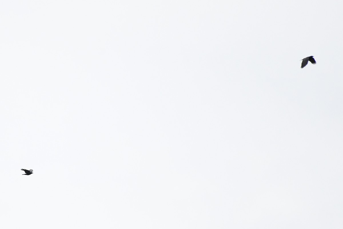 Corneille d'Amérique - ML644371274