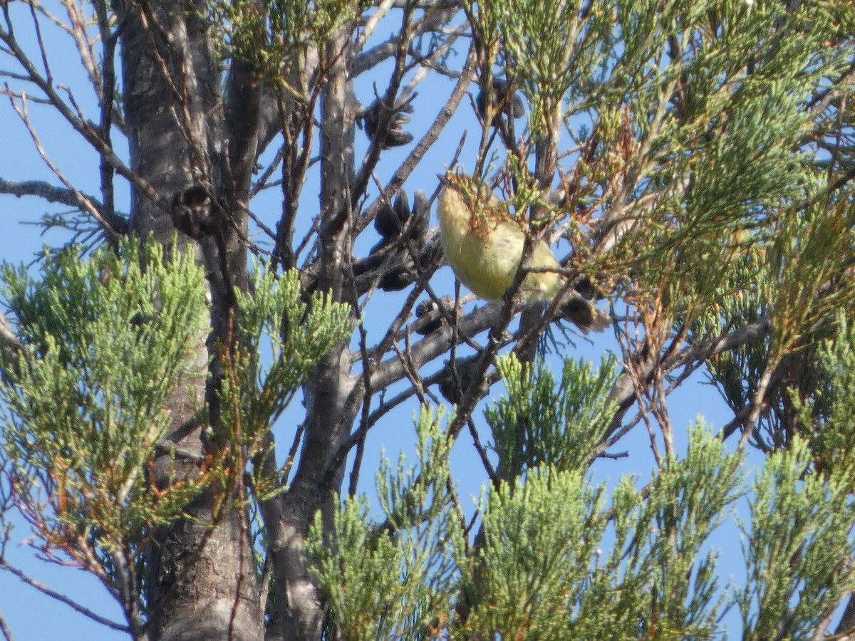 ヒメトゲハシムシクイ - ML644371275