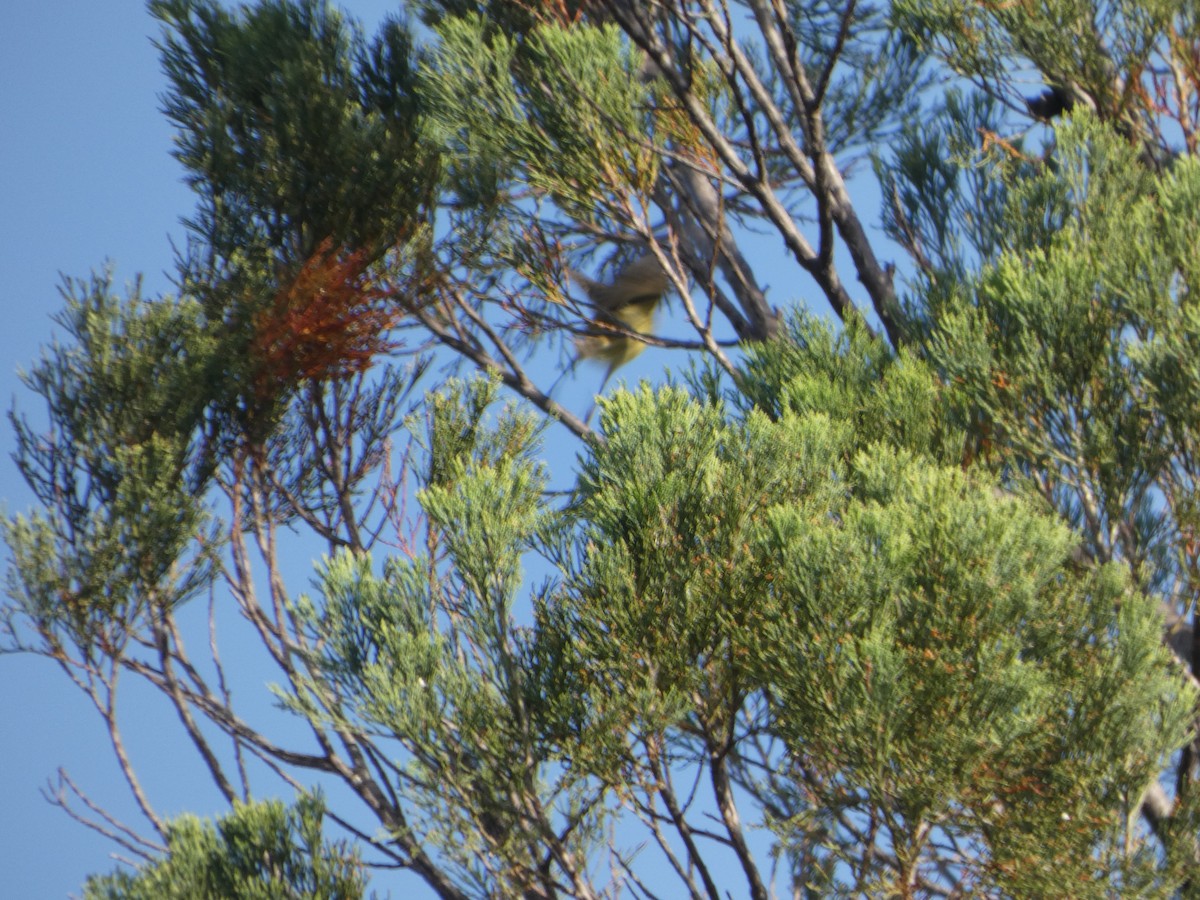 ヒメトゲハシムシクイ - ML644371276