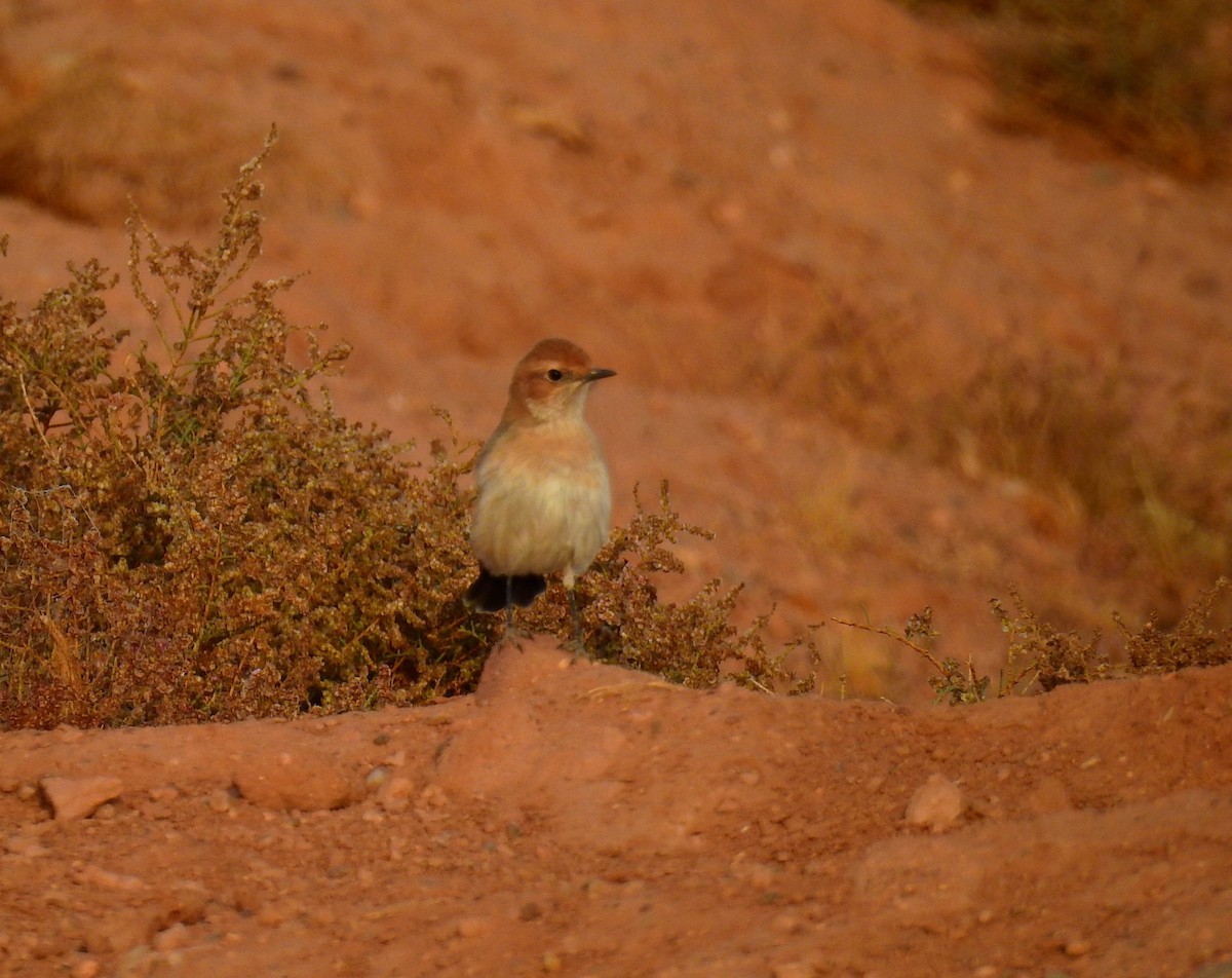 Red-rumped Wheatear - ML644371291