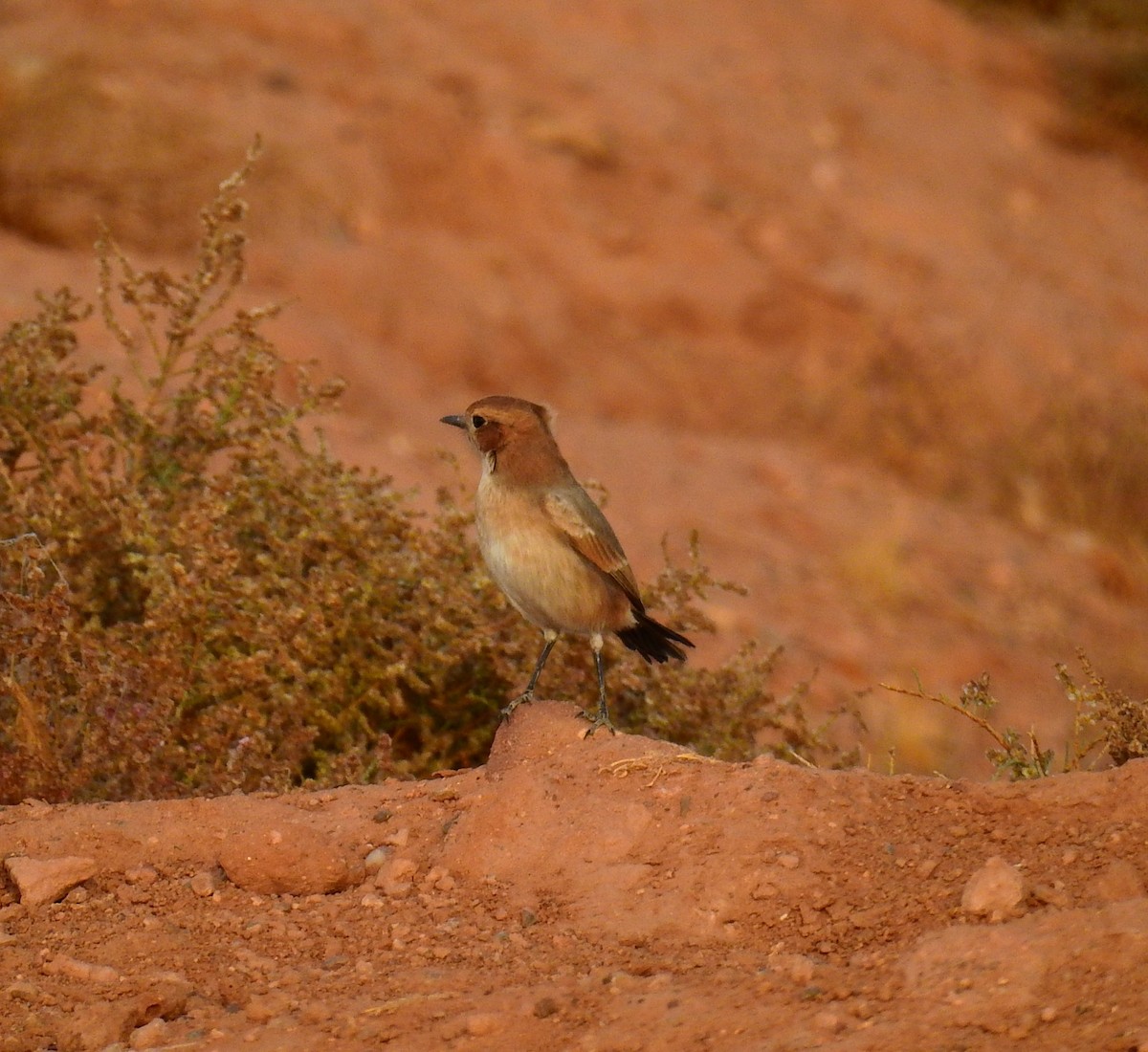 Red-rumped Wheatear - ML644371292