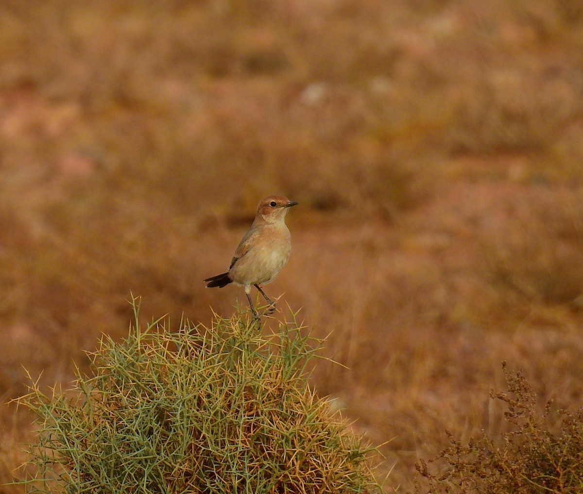 Red-rumped Wheatear - ML644371293