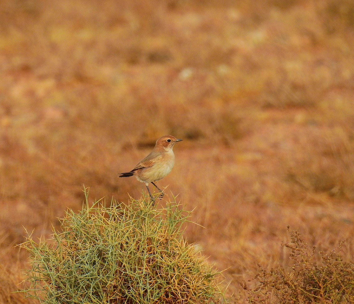 Red-rumped Wheatear - ML644371294