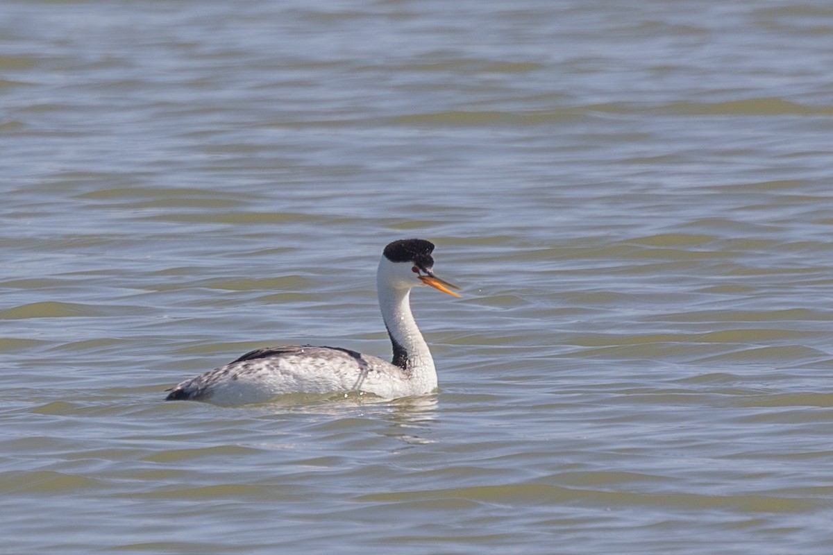 Grèbe à face blanche - ML644371299