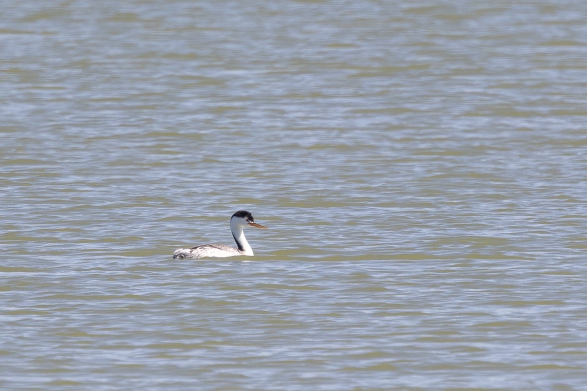 Grèbe à face blanche - ML644371300