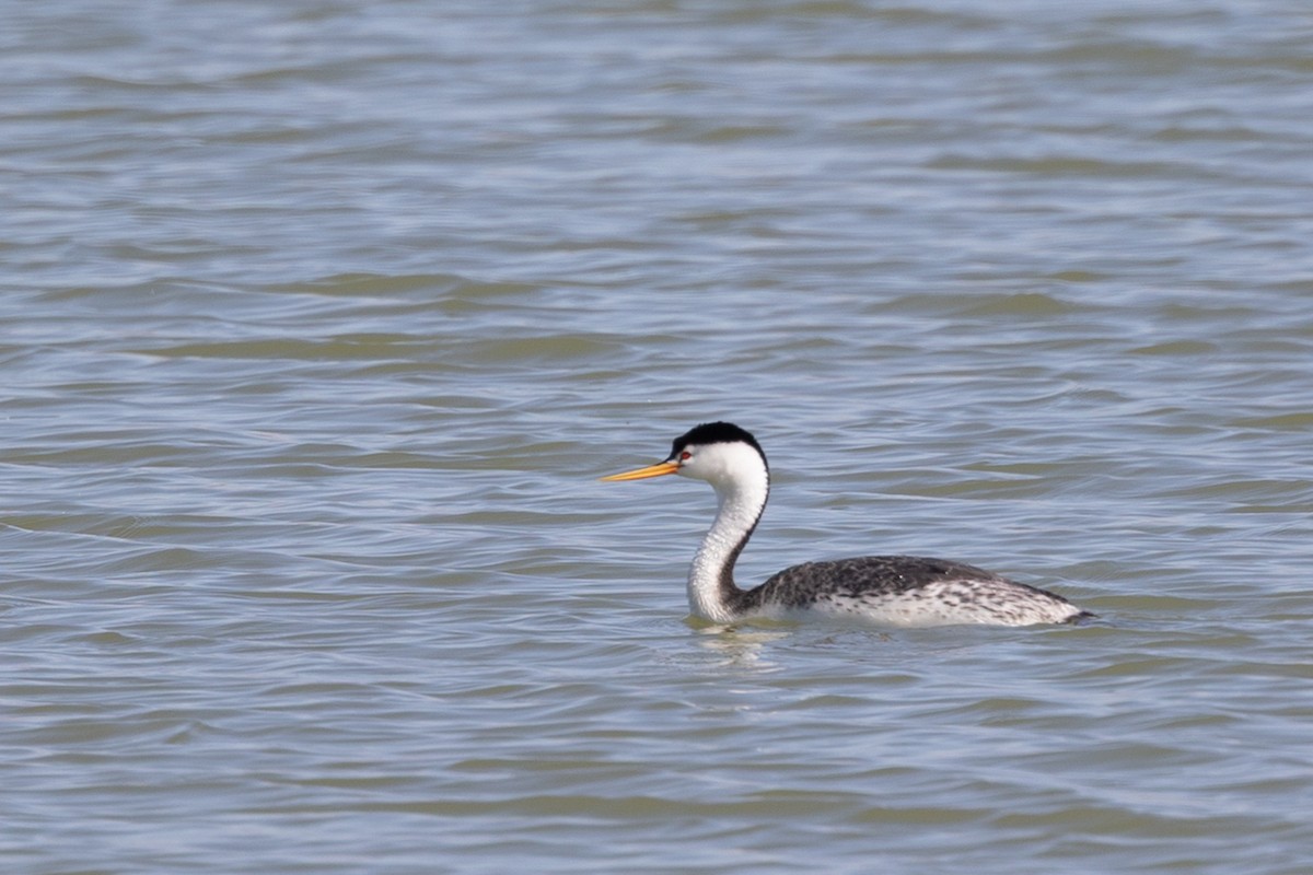Grèbe à face blanche - ML644371301