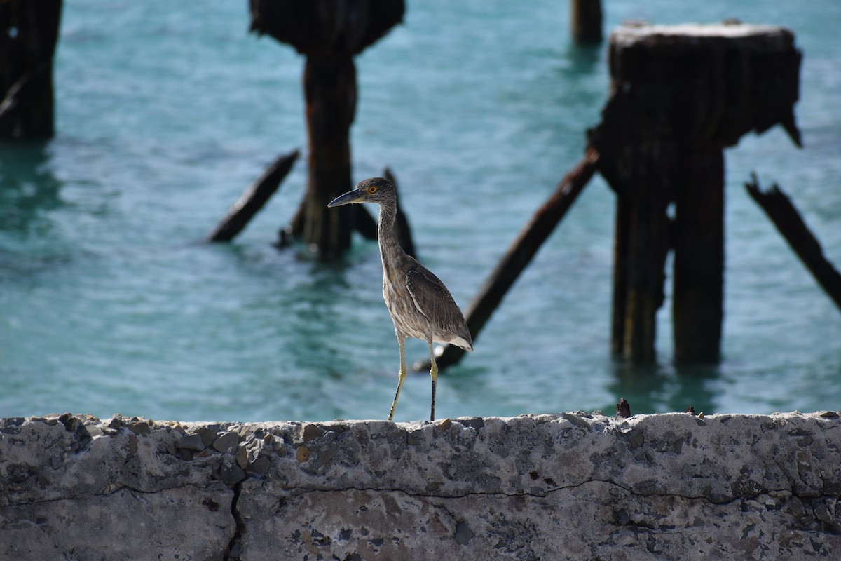 Sarı Tepeli Gece Balıkçılı - ML644371304