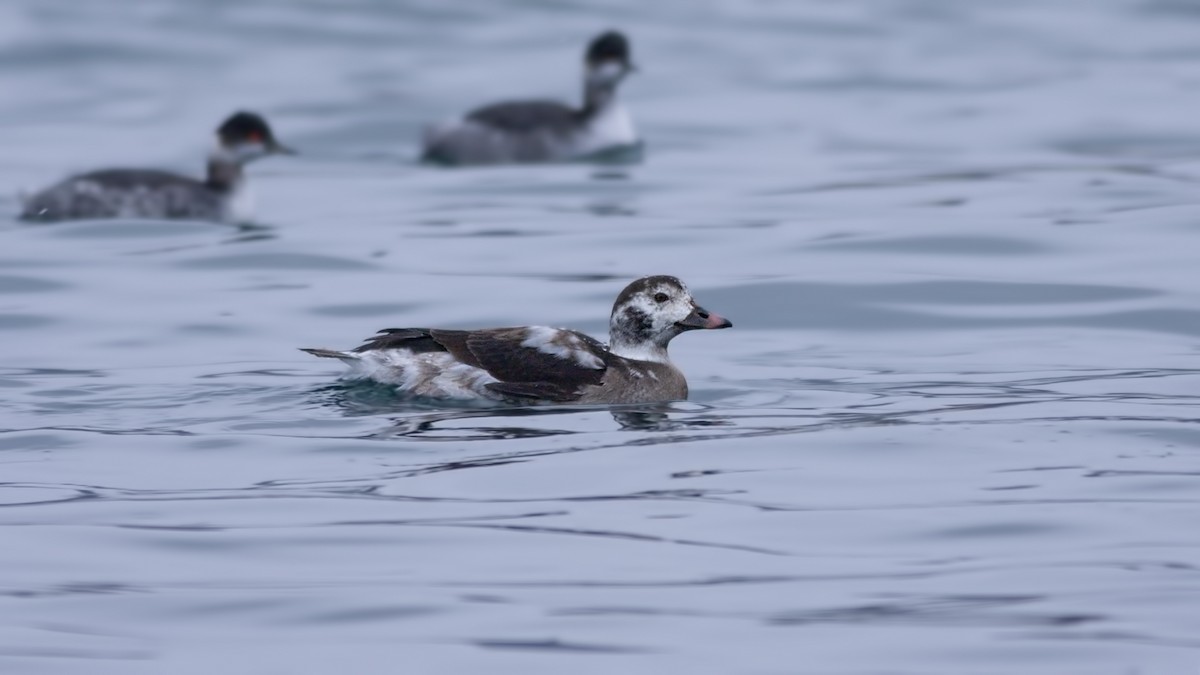 Long-tailed Duck - ML644371315