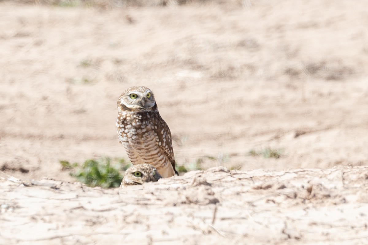 Burrowing Owl - ML644371326