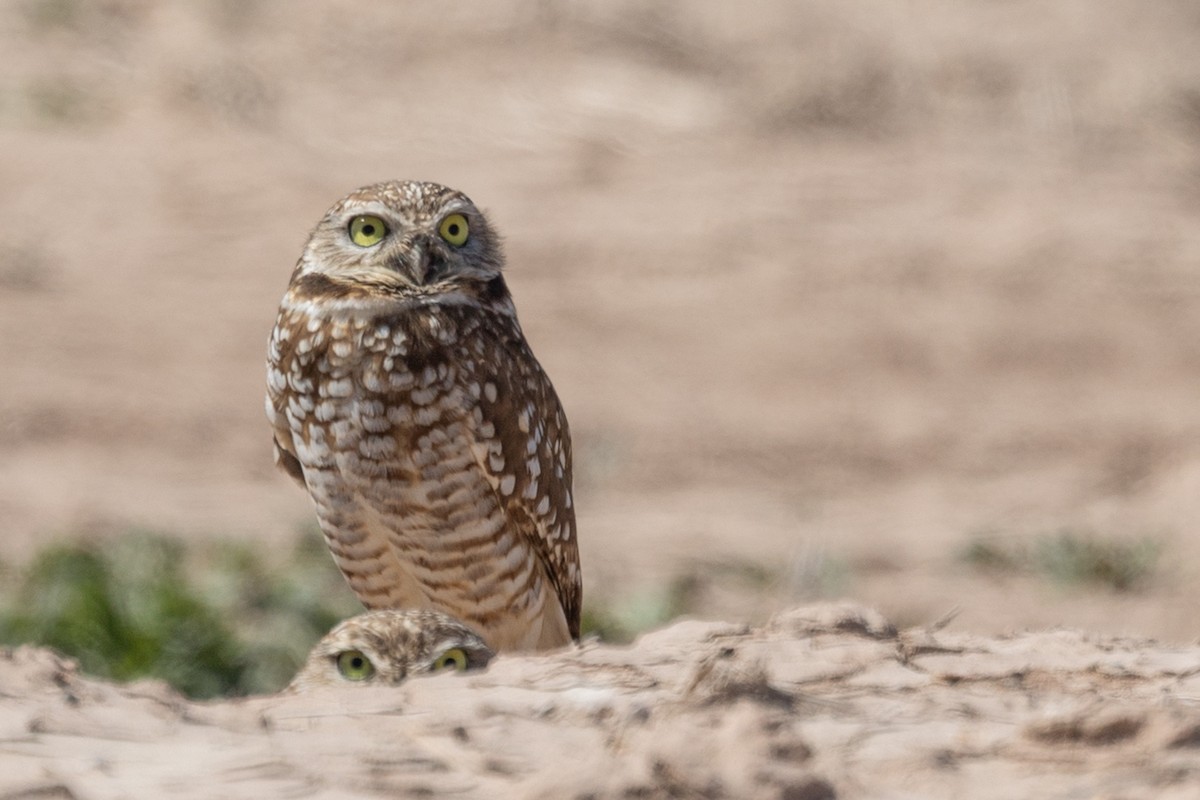 Burrowing Owl - ML644371327