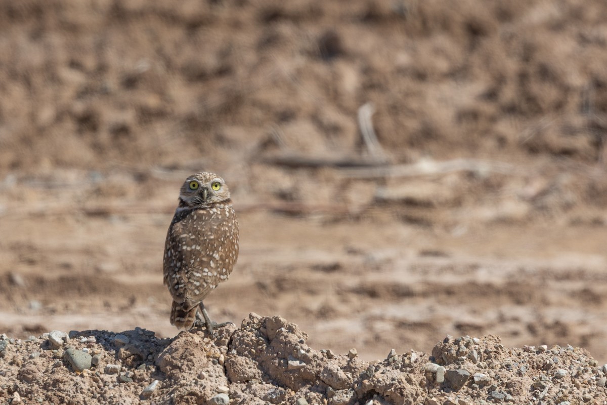 Burrowing Owl - ML644371328