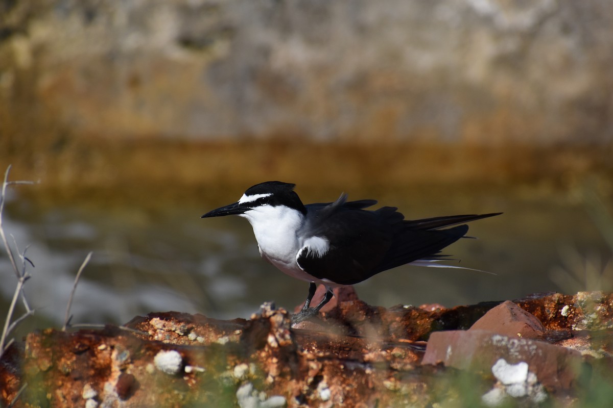 マミジロアジサシ - ML644371337