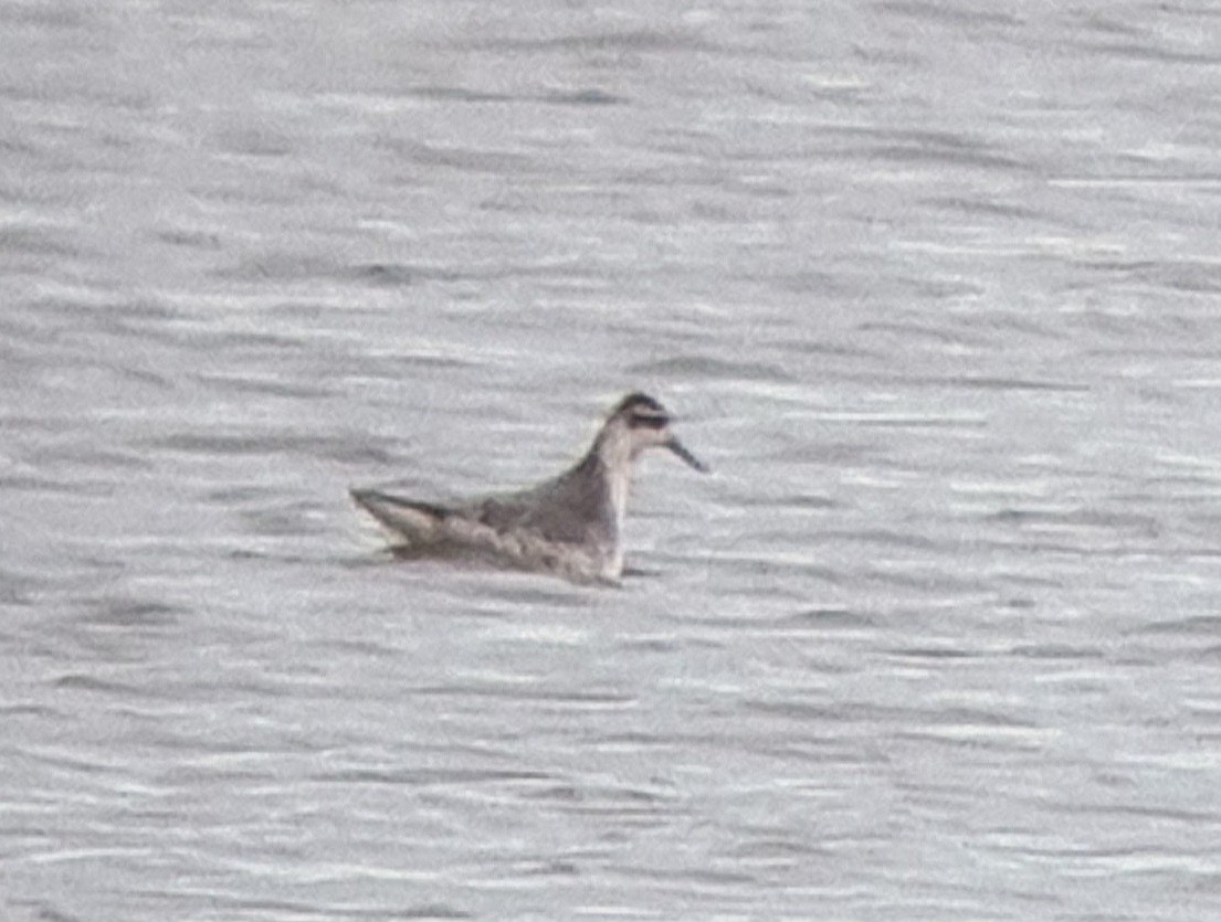 Red Phalarope - ML644371338