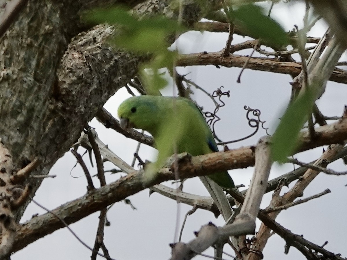 Cobalt-rumped Parrotlet - ML644371342