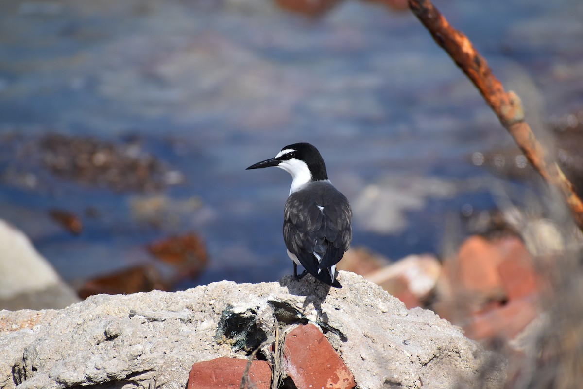 マミジロアジサシ - ML644371354