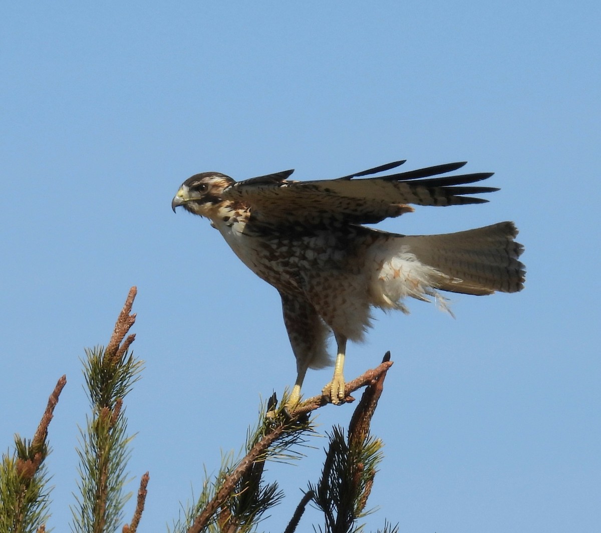 Variable Hawk - ML644371355