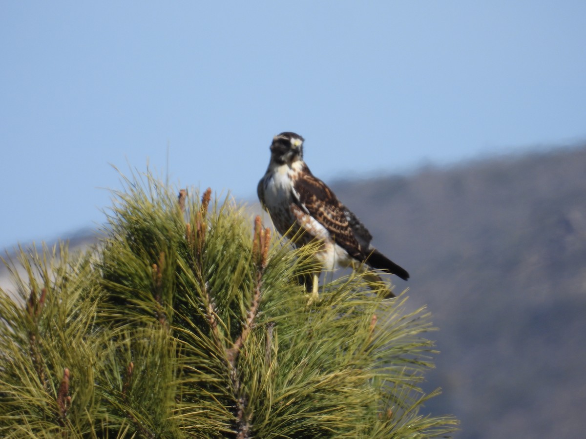 Variable Hawk - ML644371356