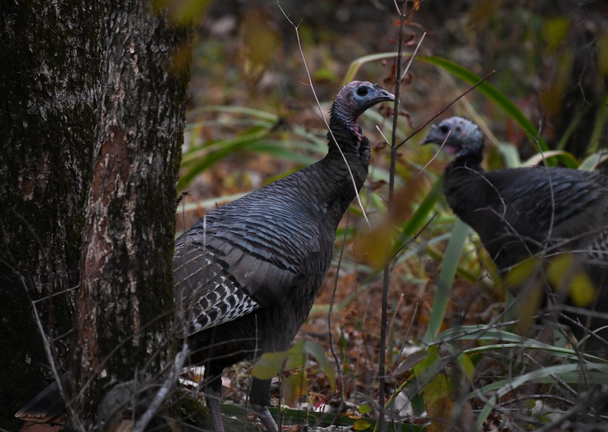 Wild Turkey - ML644371361