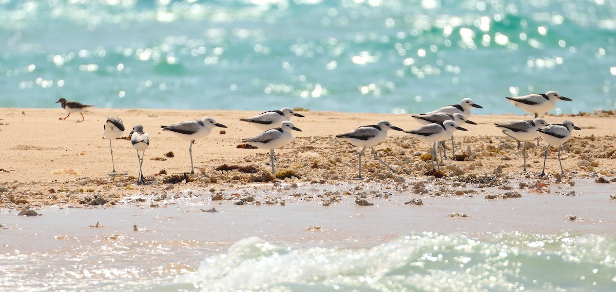 Crab-Plover - ML644371362