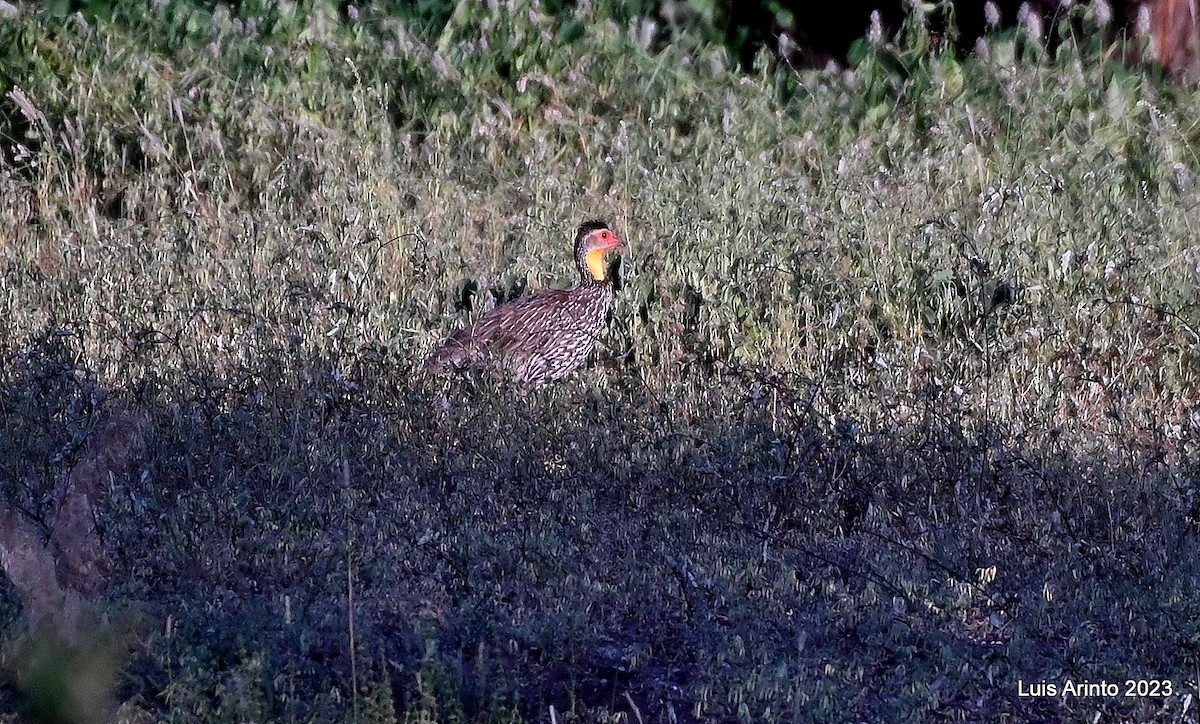 Yellow-necked Spurfowl - ML644371363