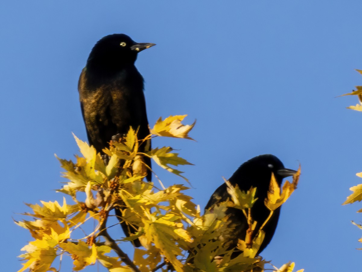 Quiscale bronzé - ML644371364