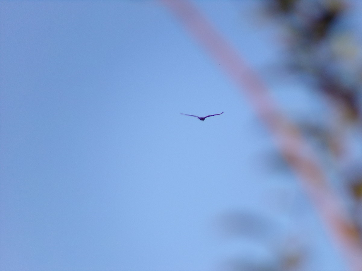 Turkey Vulture - ML644371366