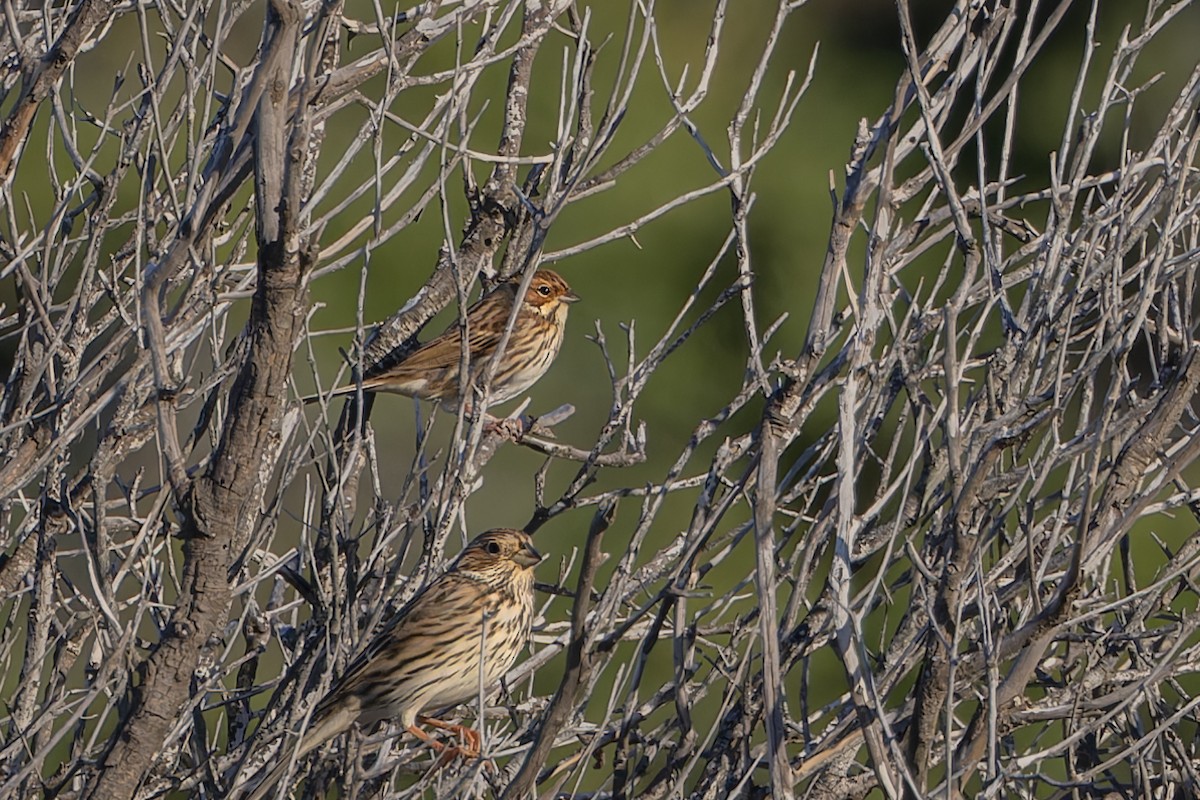 小鵐 - ML644371369