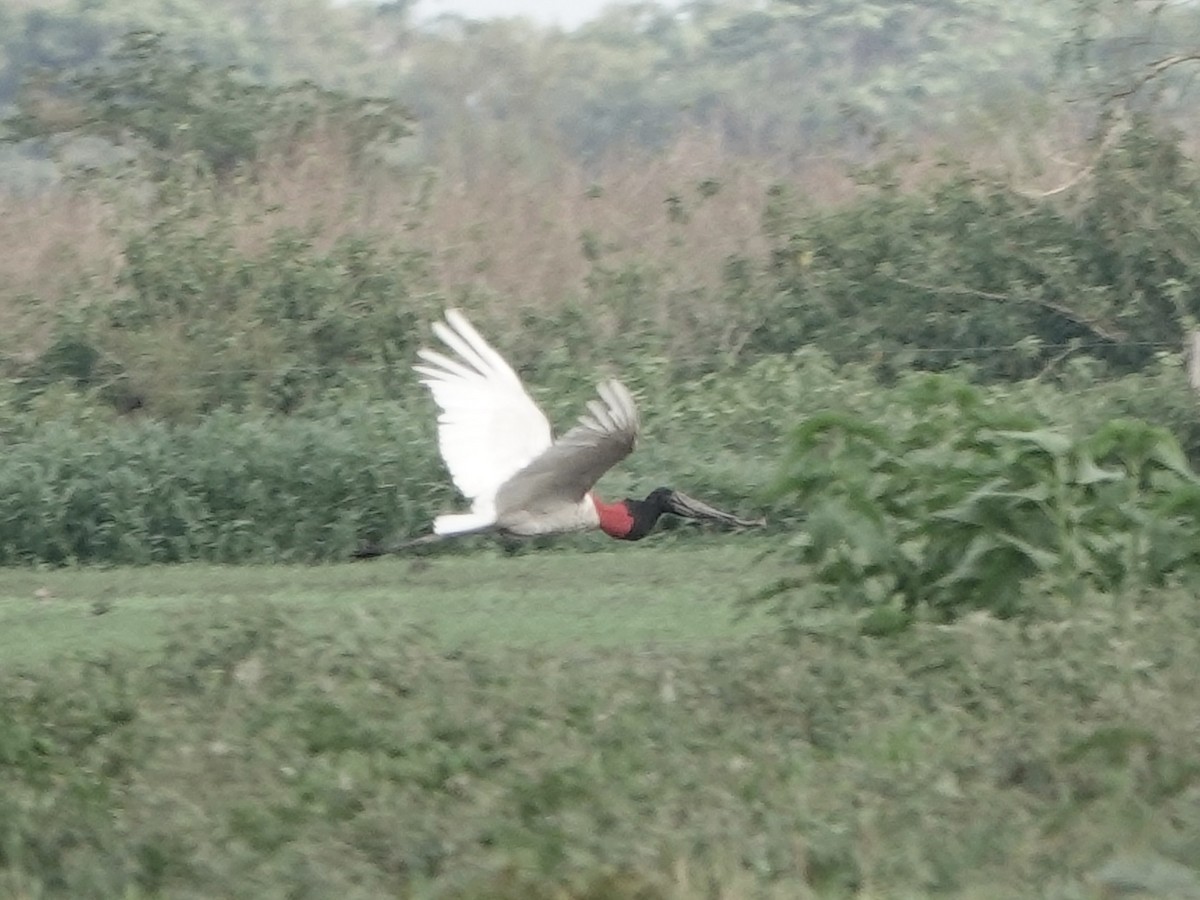 Jabiru - ML644371374