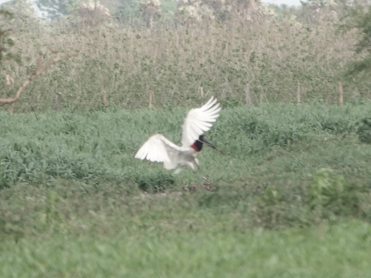 Jabiru - ML644371375