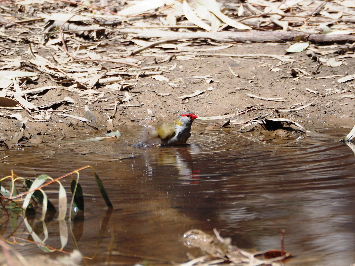 Red-browed Firetail - ML644371383