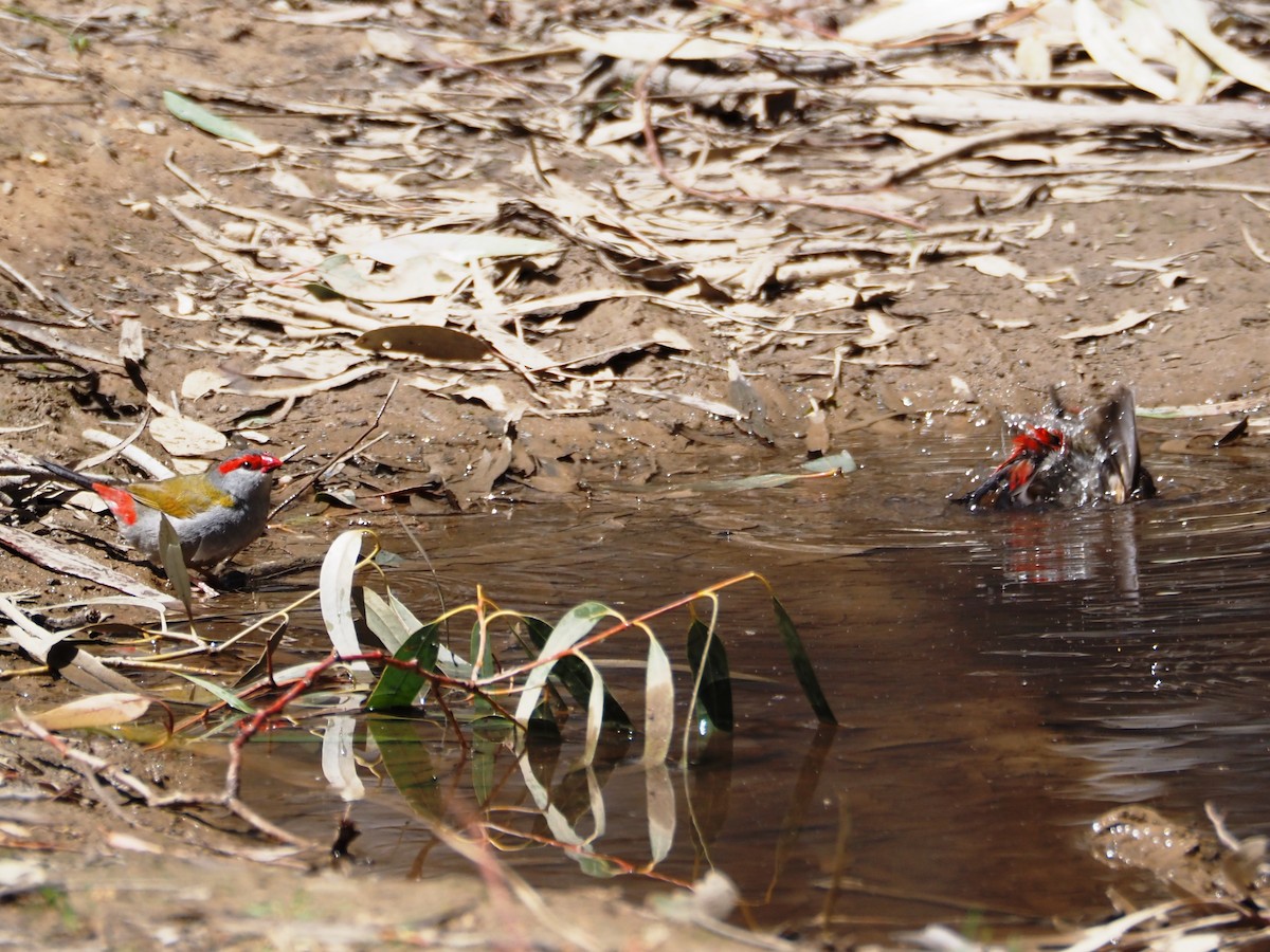Red-browed Firetail - ML644371384