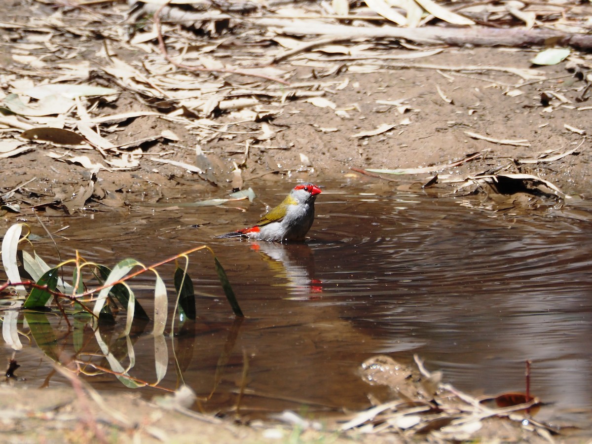 Red-browed Firetail - ML644371385