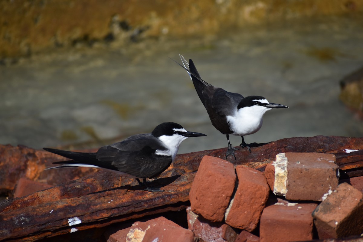 マミジロアジサシ - ML644371400