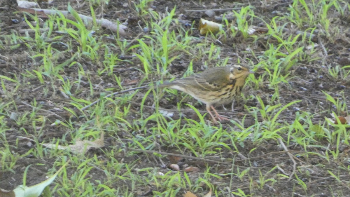 Olive-backed Pipit - ML644371402