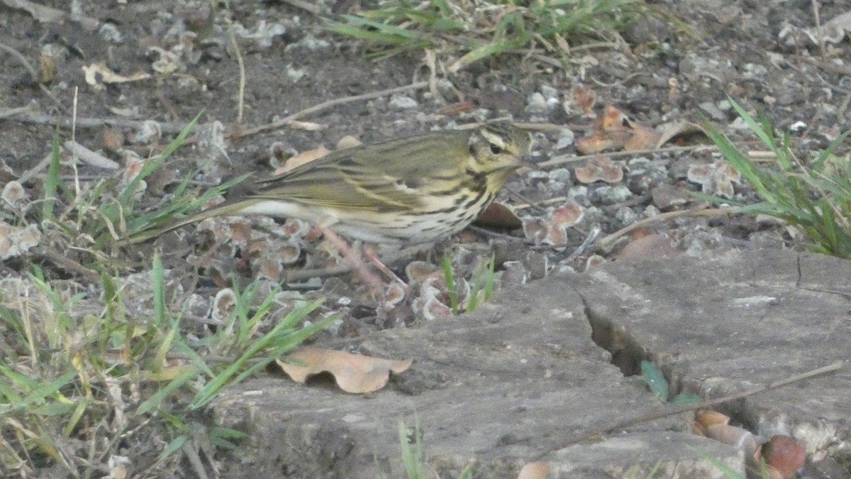 Olive-backed Pipit - ML644371403