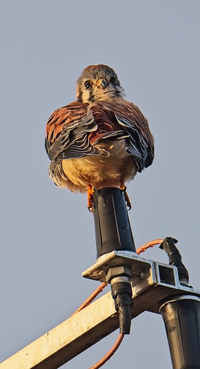 Ala Kerkenez - ML644371414