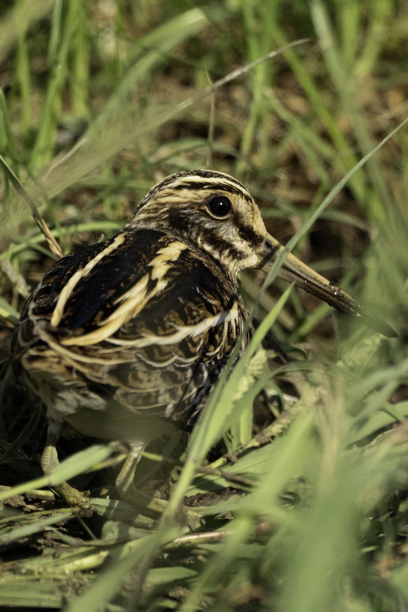 Frullino - ML644371418