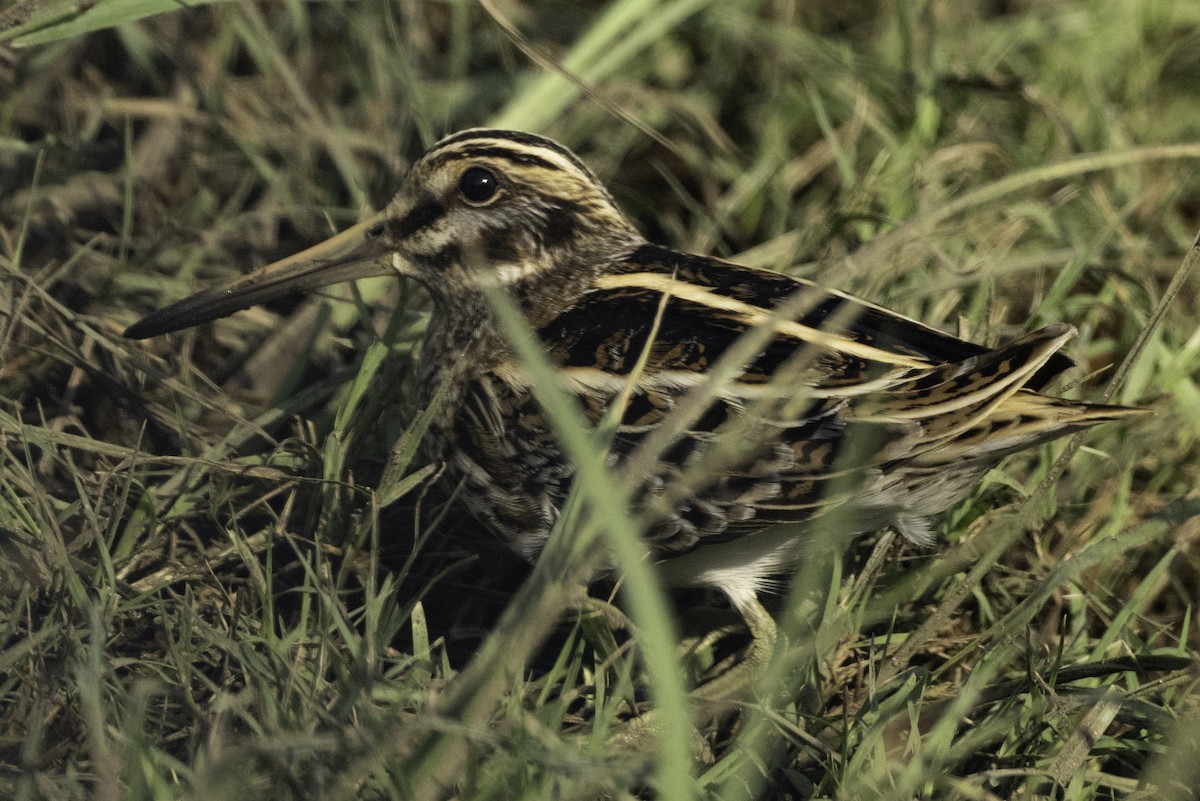 Frullino - ML644371419