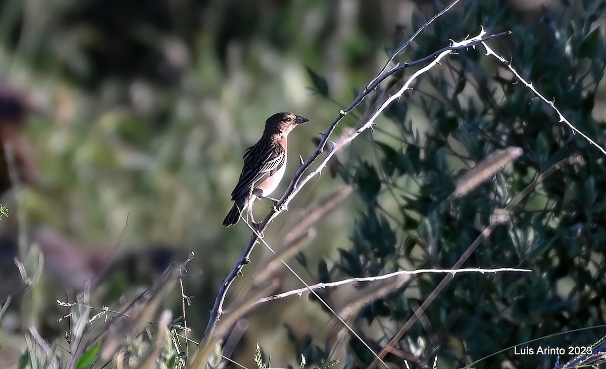 Chestnut Weaver - ML644371422