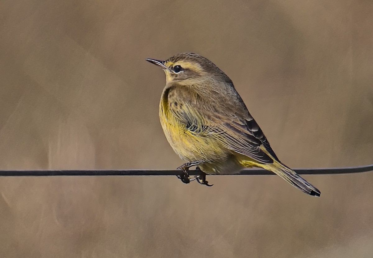 Palmiye Ötleğeni - ML644371425