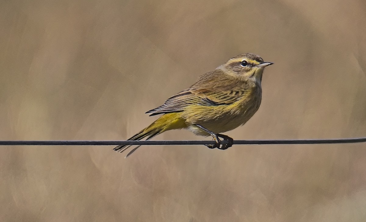 Palmiye Ötleğeni - ML644371426