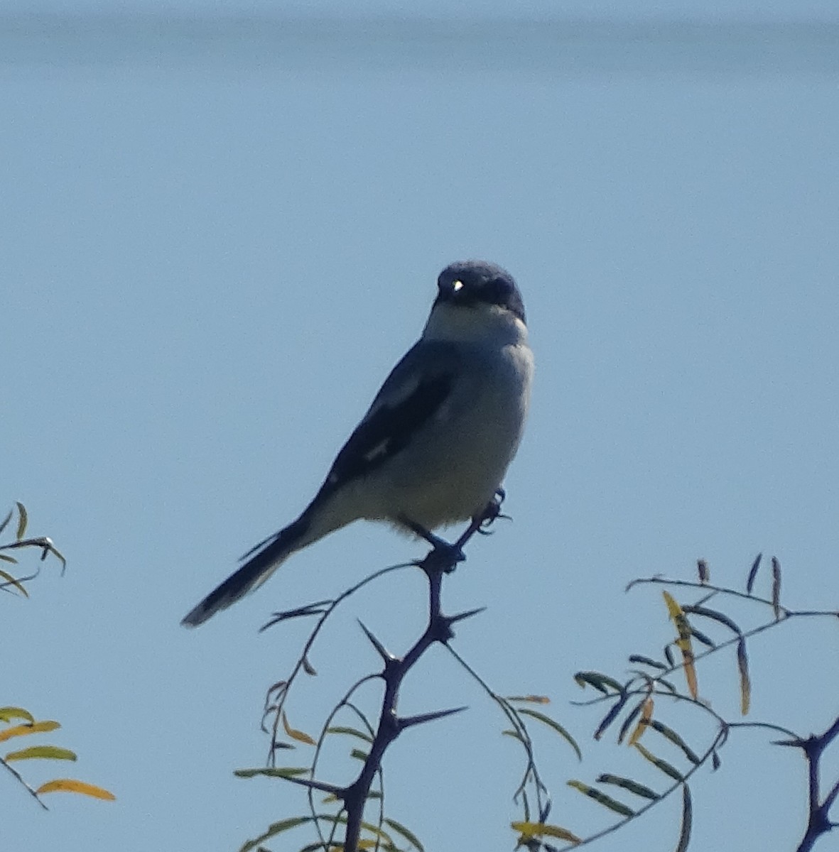 Loggerhead Shrike - ML644371428