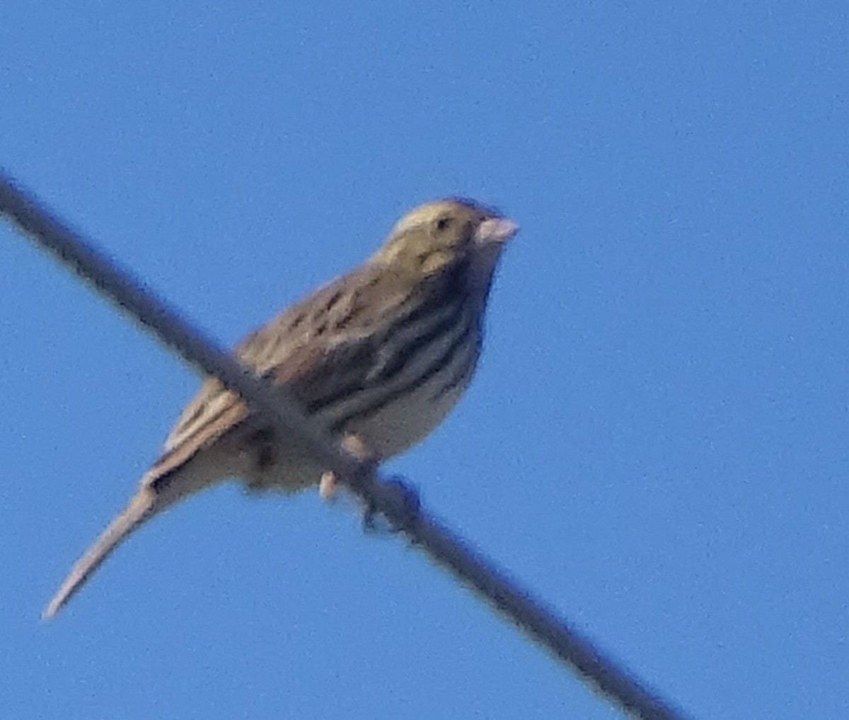 Savannah Sparrow - ML644371435