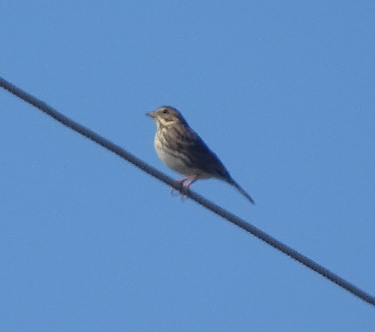 Savannah Sparrow - ML644371436