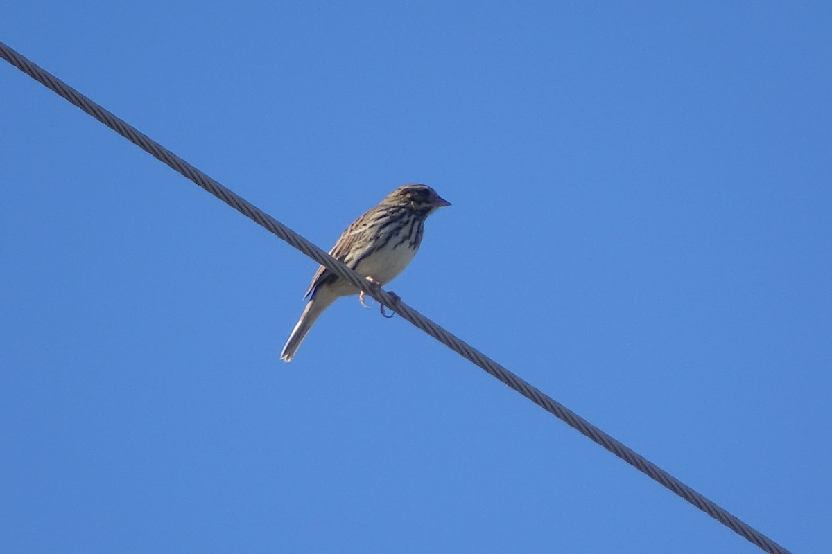 Savannah Sparrow - ML644371437