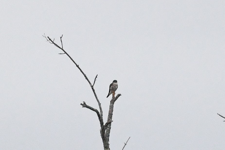 Хайргууна шонхор - ML644371439